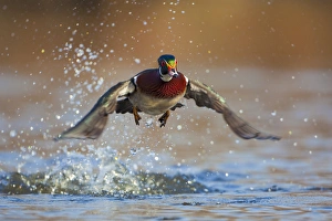 North America, USA, Washington State, Wood Duck, male, flight, take-off