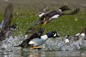Images Dated 26th April 2008: North America, USA, Washington State, Barrows Goldeneye, male, female, flight