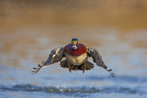 North America, USA, Washington State, Wood Duck, male, flight, take-off