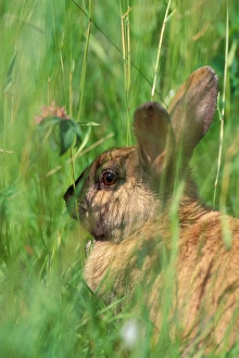 Images Dated 2nd August 2006: North America, USA, Washington State, Olympic National Park. Varing Hare (Leporidae)