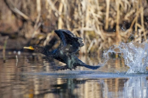 Images Dated 11th February 2009: North America, USA, Washington State, Double-crested Cormorant, flight, take-off