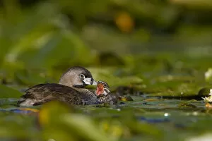 Images Dated 10th July 2007: North America, USA, Washington State, Pied-billed Grebe, adult, chick