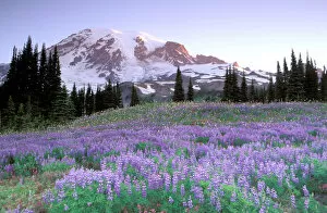 Images Dated 11th May 2006: North America, USA, Washington State, Mount Rainier National Park. Mount Rainier