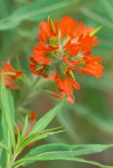 Images Dated 11th May 2006: North America, USA, Washington State, Olympic National Park. Scarlet Paintbrush