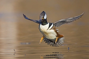 Images Dated 11th February 2009: North America, USA, Washington State, Hooded Merganser, male, flight, landing