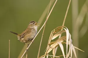 Images Dated 11th April 2006: North America, USA, Washington State, Marsh Wren, male, singing