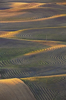 Harvest Prints: North America; USA; Washington State; Palouse Region; Crops of Wheat and Peas nearing Harvest
