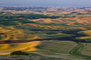 North America; USA; Washington State; Palouse Region; Crops of Wheat and Peas nearing Harvest