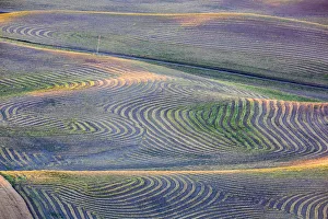 Palouse Prints: North America; USA; Washington State; Palouse Region; First light on freshly swathed