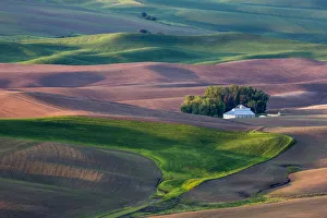 Palouse Prints: North America; USA; Washington; White House in Spring Wheat Field
