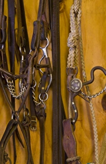 Hero Prints: North America, USA, West. Riding gear for a horse, detail