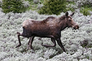 Images Dated 26th June 2008: North America, USA, Wyoming, Bighorn Mountains, Moose (Alces alces) cow, June