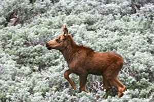 Images Dated 26th June 2008: North America, USA, Wyoming, Bighorn Mountains, calf moose (Alces alces) in sagebrush