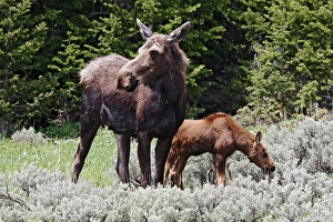 Images Dated 26th June 2008: North America, USA, Wyoming, Bighorn Mountains