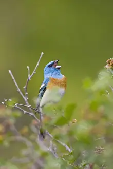 Images Dated 26th June 2008: North America, USA, Wyoming, Bighorn National Recreation Area, Lazuli Bunting (Passerina