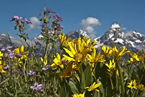 Images Dated 4th July 2009: North America, USA, Wyoming, Grand Teton National Park. Mules Ear (Wyethia sp