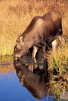 Images Dated 28th January 2005: North America, USA, Wyoming, Grand Teton NP, Moose calf (Alces alces)