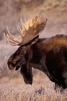 Images Dated 13th May 2011: North America, USA, Wyoming, Grand Teton NP, Bull moose (Alces alces)