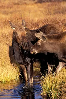 North America, USA, Wyoming, Grand Teton NP Moose cow and calf (Alces alces)