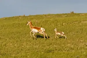 Images Dated 11th June 2008: North America, USA, Wyoming, Pronghorn (Antilocapra americana), antelope, doe