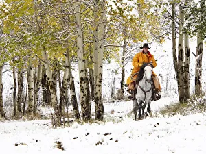 Images Dated 3rd October 2013: North America; USA; Wyoming; Shell; Big Horn Mountains; Cowboys riding in Autumn Aspens