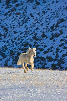 Images Dated 15th February 2008: North America; USA; Wyoming; Shell; Big Horn Mountains; Horse Running in the Snow