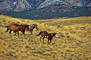 Beautiful Prints: North America; USA; Wyoming; Shell; Big Horn Mountains; Horses Running in Field