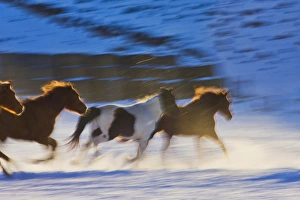 Images Dated 15th February 2008: North America; USA; Wyoming; Shell; Big Horn Mountains; Horses Running with Motion