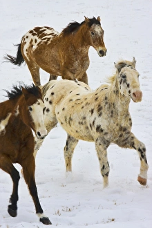 Images Dated 13th February 2008: North America; USA; Wyoming; Shell; Big Horn Mountains; Horses running in The Snow