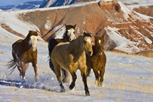 North America; USA; Wyoming; Shell; Big Horn Mountains; Horses Running in The Snow