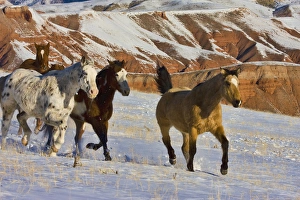 Images Dated 14th February 2008: North America; USA; Wyoming; Shell; Big Horn Mountains; Horses Running in The Snow