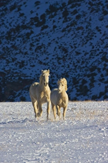 Images Dated 15th February 2008: North America; USA; Wyoming; Shell; Big Horn Mountains; Horses Running in the Snow