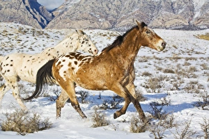 Images Dated 12th February 2008: North America; USA; Wyoming; Shell; Big Horn Mountains; Horses Running in the Snow