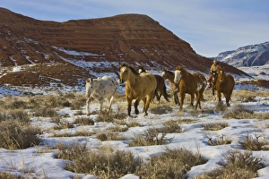 Images Dated 14th February 2008: North America; USA; Wyoming; Shell; Big Horn Mountains; Horses Running in The Snow; (MR)