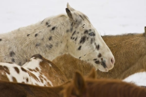 Images Dated 13th February 2008: North America; USA; Wyoming; Shell; Big Horn Mountains; Horses in The Snow