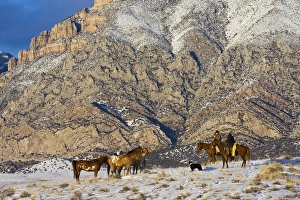 Images Dated 12th February 2008: North America; USA; Wyoming; Shell; Cowboy and Cowgirl on Horses watching Heard in the Snow
