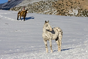 Images Dated 11th February 2008: North America; USA; Wyoming; Shell; Cowboy watching a horse during horse drive; (MR)