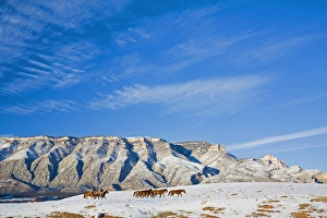 Landform Prints: North America; USA; Wyoming; Shell; Cowboys with Heard of Horses in The Big Horn Mountains