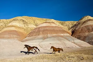Images Dated 2nd October 2012: North America; USA; Wyoming; Shell; Heard of Horses Running along the Painted Hills of