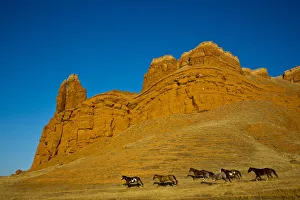Images Dated 1st October 2012: North America; USA; Wyoming; Shell; Heard of Horses Running along the Red Rock hills
