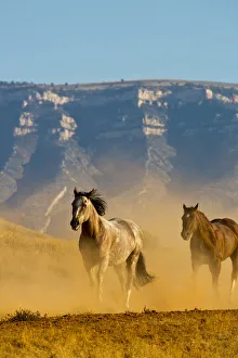 Mountains Prints: North America; USA; Wyoming; Shell; Horses Running along the Red Rock hills of the Big