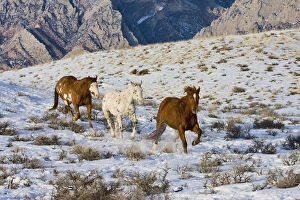 North America; USA; Wyoming; Shell; Horses Running in Snow