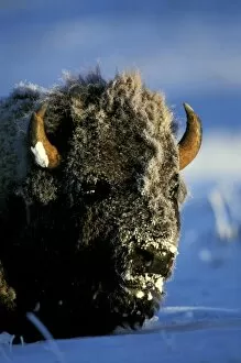 Images Dated 30th August 2007: North America, USA, Wyoming, Yellowstone National Park. Bison (Bison bison)