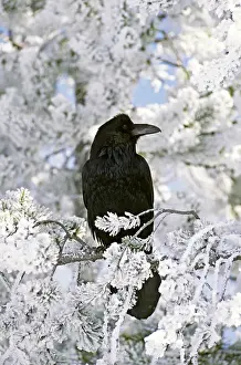 Images Dated 20th January 2014: North America, USA, Wyoming, Yellowstone National Park. A Common Raven (Corvus corax)