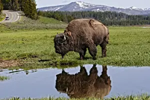 Images Dated 23rd June 2008: North America, USA, Wyoming, Yellowstone National Park, American Bison (Bison bison)