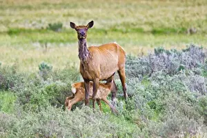Images Dated 22nd June 2008: North America, USA, Wyoming, Yellowstone National Park