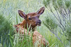 Images Dated 23rd June 2008: North America, USA, Wyoming, Yellowstone National Park, elk (Cervus elaphus) calf