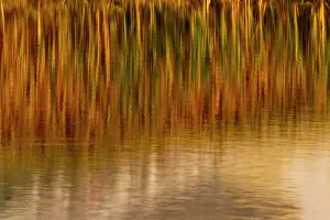 North America, USA, Wyoming, Yellowstone National Park. Reflections of reed in a pool in autumn