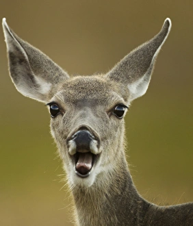 Images Dated 14th January 2012: North America, USA, Wyoming, Yellowstone National Park, Rocky Mountains, Mule Deer
