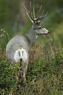North America, USA, Wyoming, Yellowstone National Park, Rocky Mountains, Mule Deer